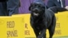 Labrador Retriever Is Still Top Dog