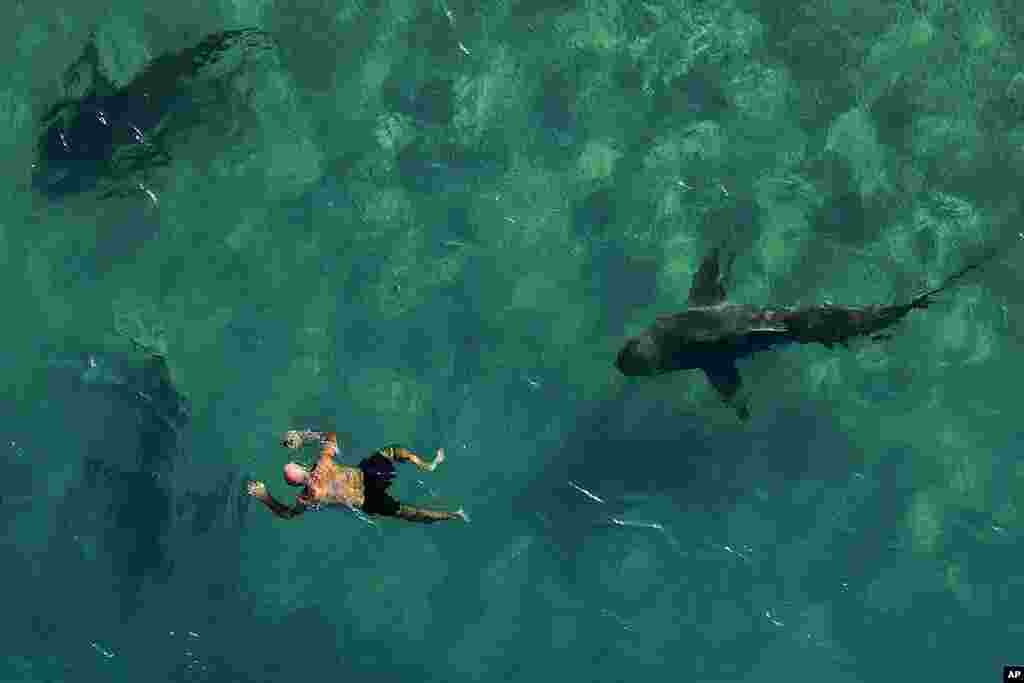 Sandbar sharks swim next to a snorkeler in the Mediterranean Sea near a power plant off the coast of Hadera, Israel. The hot water gushing from an industrial plant in Israel's northern city of Hadera draws these sharks that are not considered to be dangerous to people, but are increasingly endangered by overfishing.