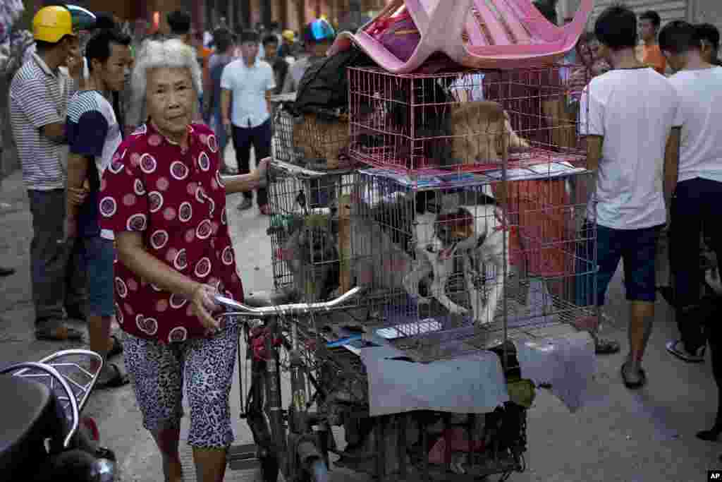 Seorang perempuan membawa banyak anjing untuk dijual di pasar pada festival daging anjing di Yulin di daerah otonom Guangxi Zhuang, China. Pemilik restoran menyelenggarakan mengadakan festival daging anjing tahunan walaupun dikecam dunia internasional.