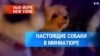 Настоящие собаки в миниатюре 