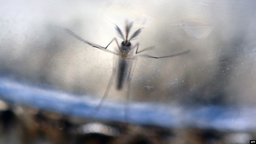The Aedes Aegypti mosquito larvae are photographed at a laboratory of the Ministry of Health of El Salvador in San Salvador, Feb. 7, 2016.