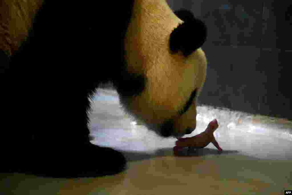 Induk panda raksasa Xin Xin merawat satu dari dua bayi panda yang dilahirkannya di Paviliun Panda di Coloane, Makao.