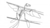 A skeletal reconstruction of Scansoriopteryx with outlines to indicate the extent of the feathers. (Stephen A. Czerkas)