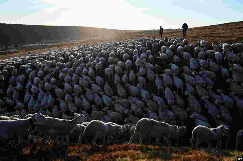 Shepherds herd sheep in Prevencheres, southern France, as shepherds and sheep breeders of the pastoral group of Finiels descend one of the largest herds of the Massif Central (2,500 ewes) to Prevencheres after two months of summer pasture on Mont Lozere. 