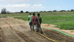 Agricultura familiar alimenta Angola, revela um estudo oficial – 3:30