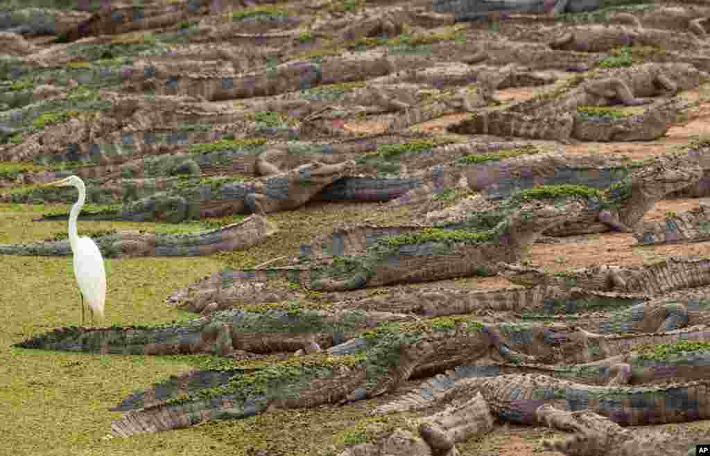 Alligators and an egret are seen on the banks of the Bento Gomes river at the Pantanal wetlands near Pocone, Mato Grosso state, Brazil, Sept. 14, 2020.