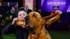 Trumpet, a Bloodhound, Is Westminster Top Dog