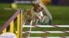 American Kennel Club Welcomes the Bracco Italiano