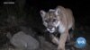 Wildlife Crossing Will Aid California’s Mountain Lions, Other Species 