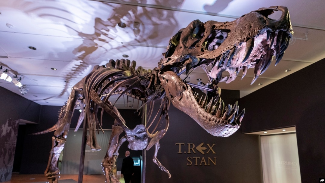 FILE - Stan, one of the largest and most complete Tyrannosaurus rex fossil discovered, is on display on September 15, 2020, at Christie's in New York. (AP Photo/Mary Altaffer, File)