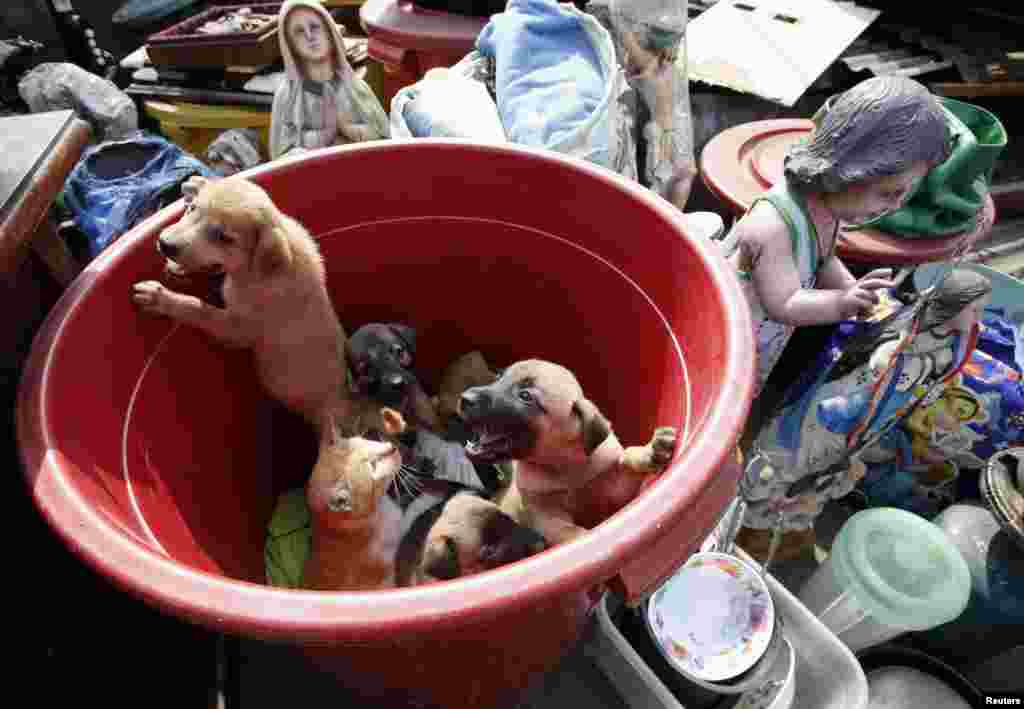 Binatang-binatang piaraan ditempatkan di sebuah ember plastik setelah pemerintah setempat menggusur dan merobohkan permukiman ilegal di Tondo, Manila.