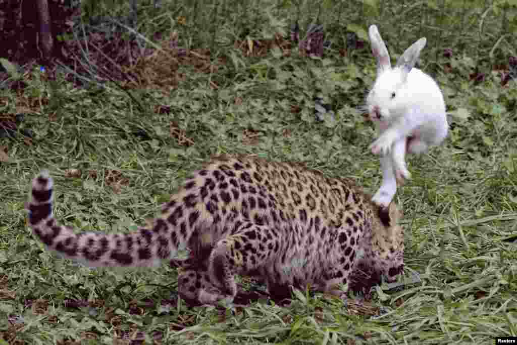 Seekor kelinci melompat untuk menghindari terkaman anak macan tutul selama uji 'naluri' di sebuah taman satwa liar di Qingdao, Provinsi Shandong, China.