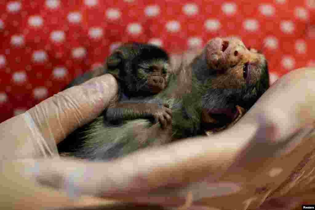 Veterinarian Carine Hanna takes care of Xita, a Rondon's marmoset, who was rescued by the state environmental police after giving birth, at the Clinidog veterinary clinic, in Porto Velho, Rondonia State, Brazil.