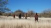 Humans Share Movement Patterns with Sharks, Bees