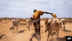 ሁሴን ኣሕመድ ዝተባህለ ጓሳ ኣብ ዞባ ሸበሌ ክልል ሶማል ኢትዮጵያ