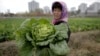 북한 평양 인근의 칠곡채소농장에서 한 농부가 배추를 수확하고 있다. (자료사진)