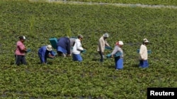 Farma sul-africana (foto de arquivo) 