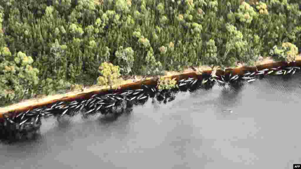 A handout photo taken, Sept. 23, 2020, from The Mercury shows dead whales floating on the shoreline in Macquarie Harbour on Tasmania's west coast, Australia.