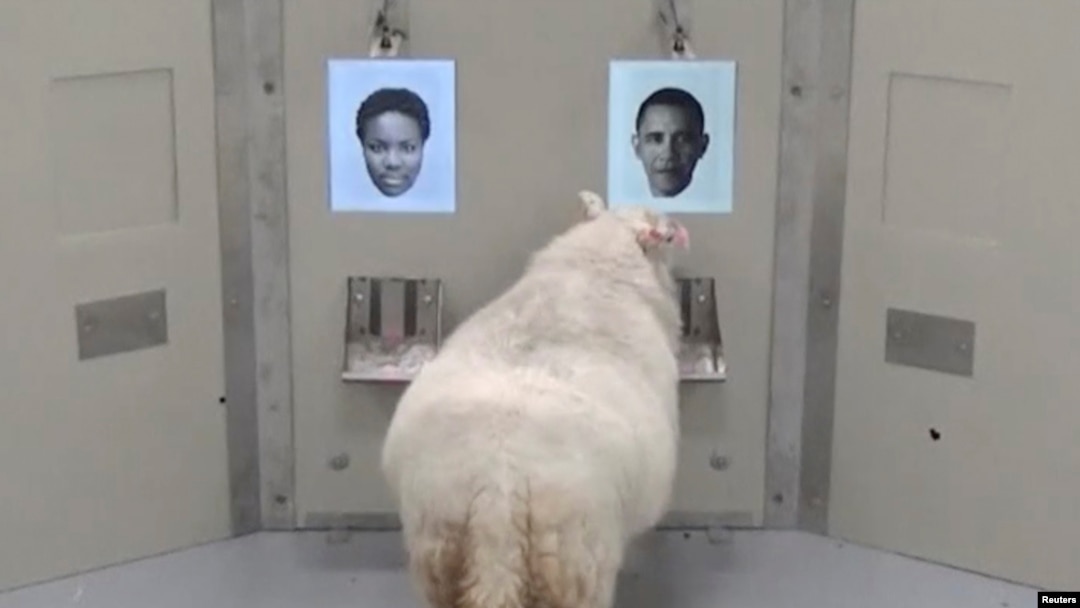 A picture taken from an undated video shows a sheep approaching a photo of Barack Obama during a Cambridge University experiment, in Cambridge, Britain.