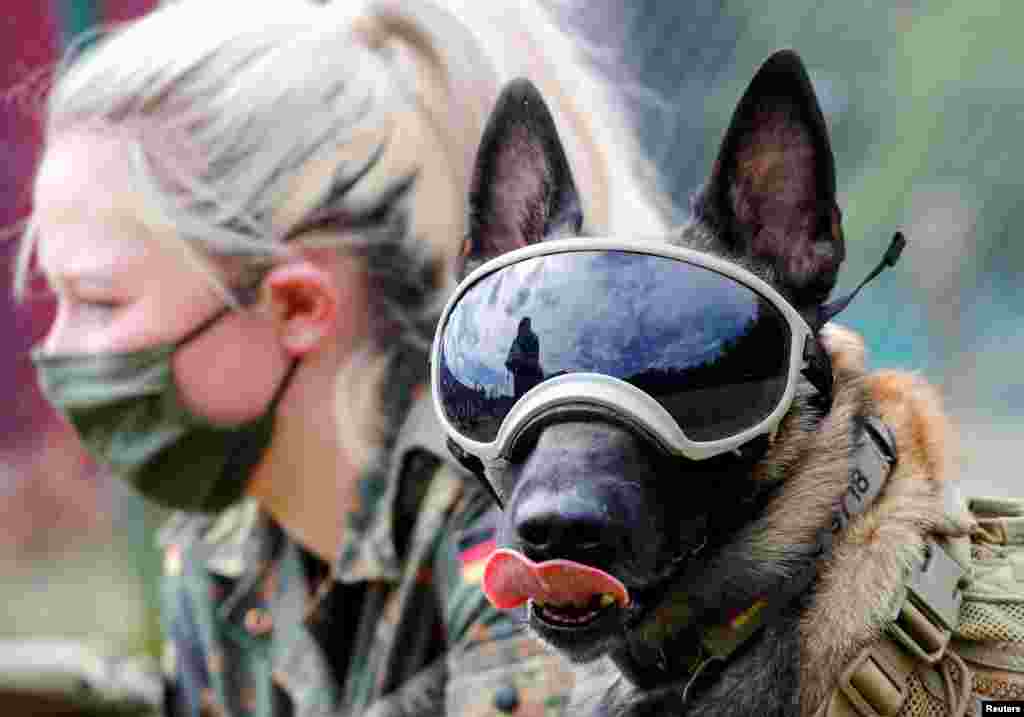 Five-year-old sniffing dog Vine wears protection goggles against the sun and dust at the sniffing dogs school of the German Army (Bundeswehr) in Daun, Germany. The school is helping develop a training program to sniff out COVID-19.