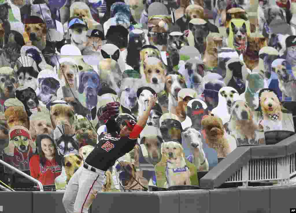 A foul ball by Atlanta Braves' Freddie Freeman is gone to the dogs in left field as Washington Nationals outfielder Juan Soto hits the wall trying to make the play during the eighth inning of a baseball game in Atlanta, Georgia, Aug. 18, 2020.