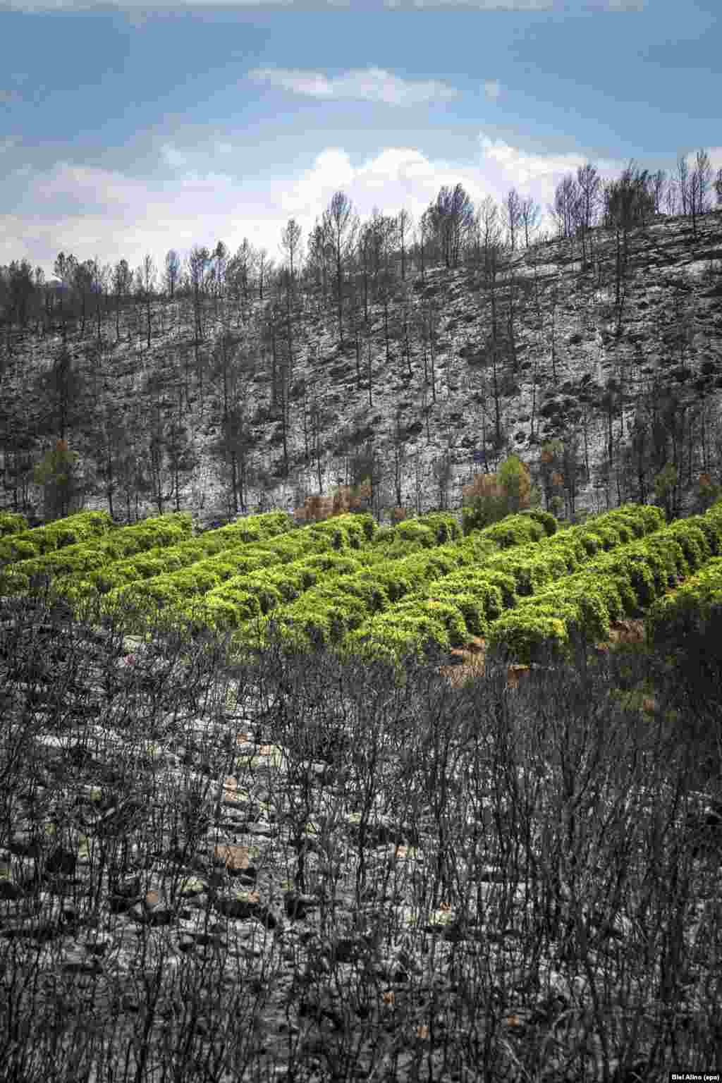 Foto udara pemandangan pohon-pohon yang hangus pasca kebakaran hutan di Carcaixent, Valencia, Spanyol. 