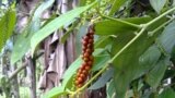 Pimenta madura em São Tomé