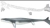 Ancient Sea Lizard Had Shark-like Fin