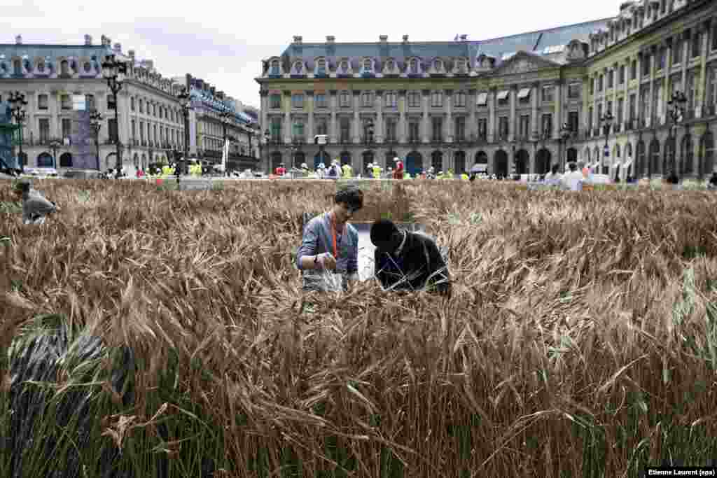 Orang-orang bekerja di sebuah instalasi seni karya Gad Weil yang berjudul ‘Bles de Vendome’ (Gandum Vendome) di Paris, Perancis.
