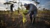 Rebuilding Forests Help Climate, Habitats