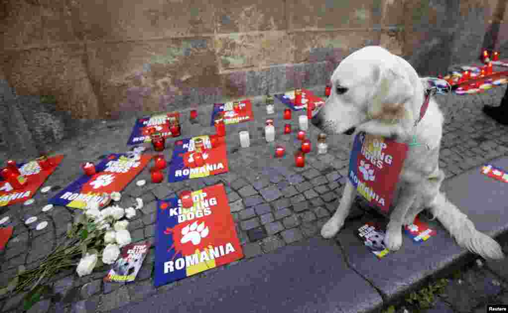 Seekor anjing duduk memandang lilin-lilin dan dan plakat-plakat yang diletakkan di depan Kedutaan Besar Rumania dalam sebuah protes atas pembunuhan terhadap anjing-anjing liar di Praha, Republik Ceko. Pengadilan tinggi Rumania memutuskan mendukung undang-undang untuk memusnahkan puluhan ribu anjing liar dari jalan-jalan ibukota Bukares, setelah meninggalnya seorang bocah berusia empat tahun karena diserang anjing.