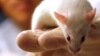 New Research Hopes to Speed Development of HIV Vaccine