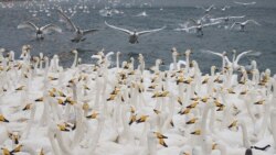 Swans are seen on the Swan lake at Rongcheng national swan nature reserve in Weihai, Shandong province, China January 8, 2018.