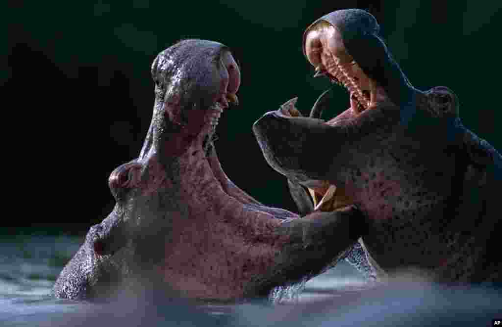 Virunga once harbored the world's largest population of hippopotamus. Numbers plummeted from 27,000 to 350, largely because poachers sell their mammoth teeth as ivory to unsuspecting buyers. These hippos were photographed on the Rutchuru River last year. (Courtesy World Wildlife Fund)