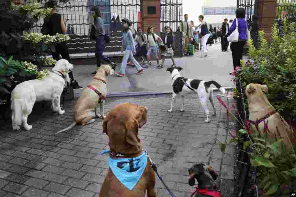 Beberapa anjing yang dirantai di pagar luar sebuah sekolah di kota New York, menyaksikan anak-anak sekolah berbaris untuk masuk ke kelas mereka.