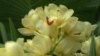 Not Just for Show, Orchids Have Medicinal, Food Purposes Too