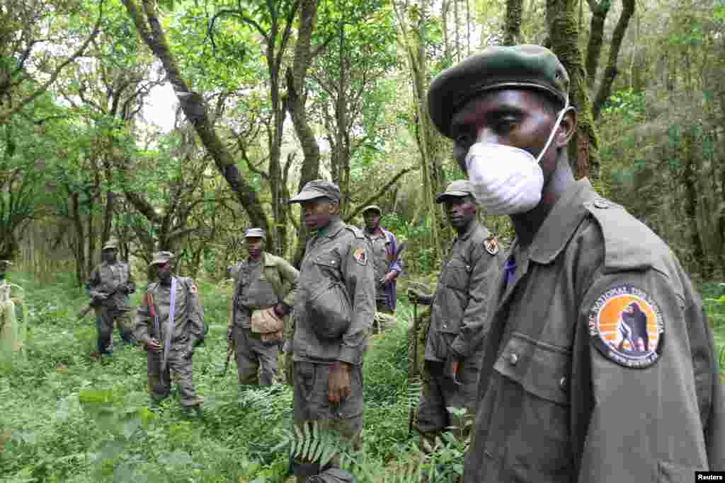 Virunga's game wardens protect small groups of tourists who enter to observe the park's endangered mountain gorillas. A Howard Buffett Foundation grant recently added 200 wardens to re-open a small portion of the park for gorilla tourism.