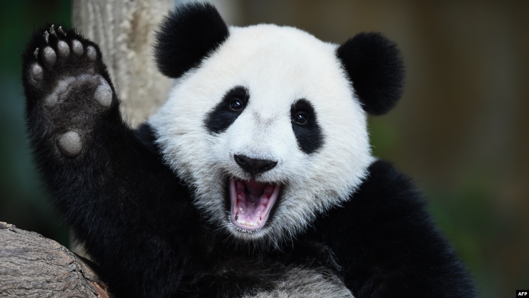 FILE - One-year-old female giant panda cub Nuan Nuan reacts inside her enclosure during joint birthday celebrations for the panda and her 10-year-old mother, Liang Liang, at the National Zoo in Kuala Lumpur, Aug. 23, 2016.