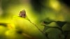 Butterfly on a Bomb Range: Endangered Species Act at Work