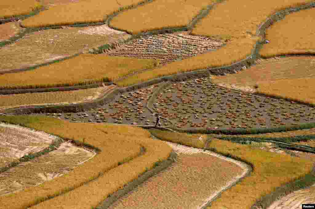 A woman carrying a basket walks through a rice field in south Kashmir's Tral town.