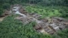 10,000 Amazon Plants, Animals Could Disappear Forever, Scientists Say