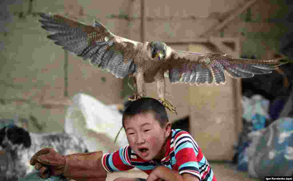 Azat Shajbyrov bereaksi ketika seekor anak burung alap-alap hinggap di kepalanya, di desa Bokonbaevo, di kawasan Issyk-Kul, Kyrgyzstan.