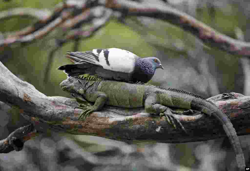 Seekor merpati bertengger di atas seekor iguana liar yang berada di sebuah pohon di Seminario Park di Guayaquil, Ekuador.