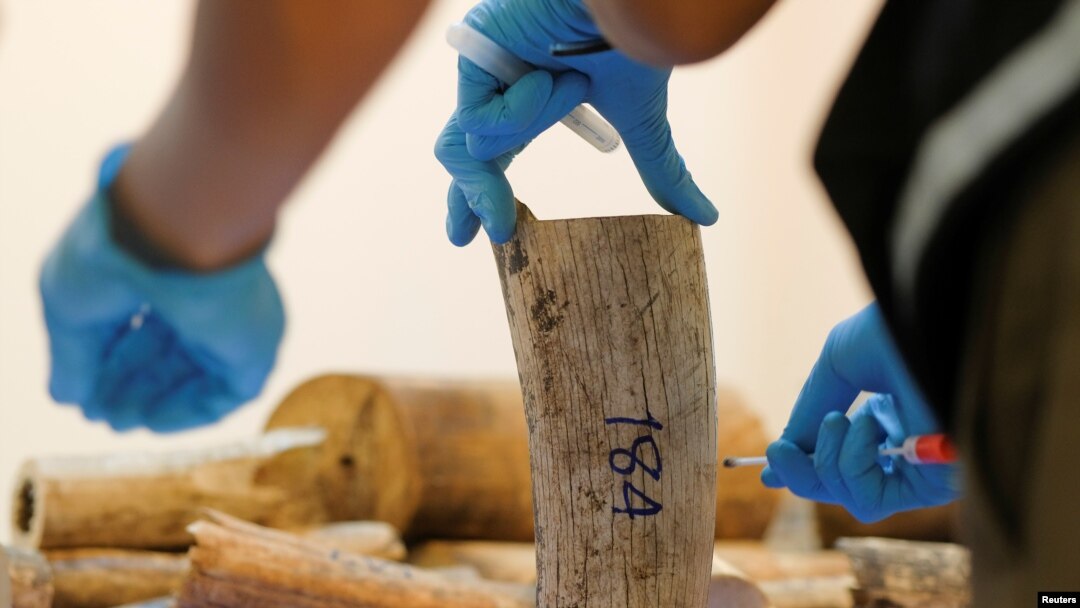 FILE - A Thai forensic expert collects a DNA sample from a confiscated elephant tusk, coming from Malawi, at Suvarnabhumi International Airport in Bangkok, Thailand, March 7, 2017.
