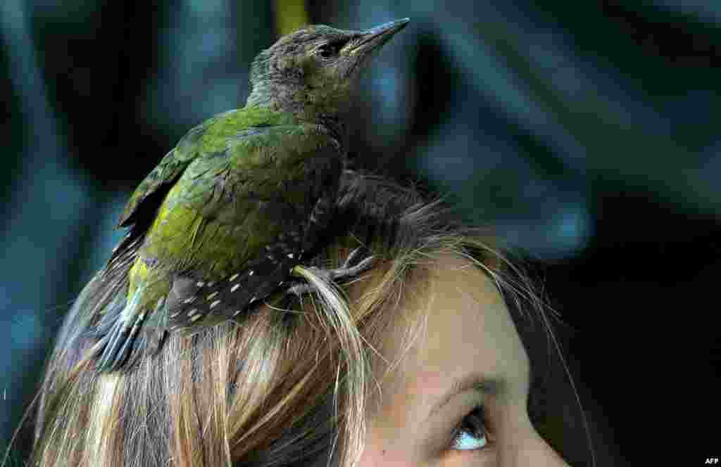 Seekor anak burung pelatuk berkepala abu-abu yang jatuh dari lubang sarangnya hinggap di kepala seorang anak perempuan, dekat desa Vasilyevskoye, sekitar 90 kilometer dari Moskow, Rusia, 29 Juni 2016.