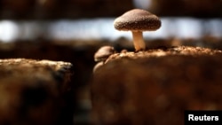 FILE - A shiitake mushroom is seen inside a greenhouse at the Anzai family farm in northern Japan, April 5, 2011.