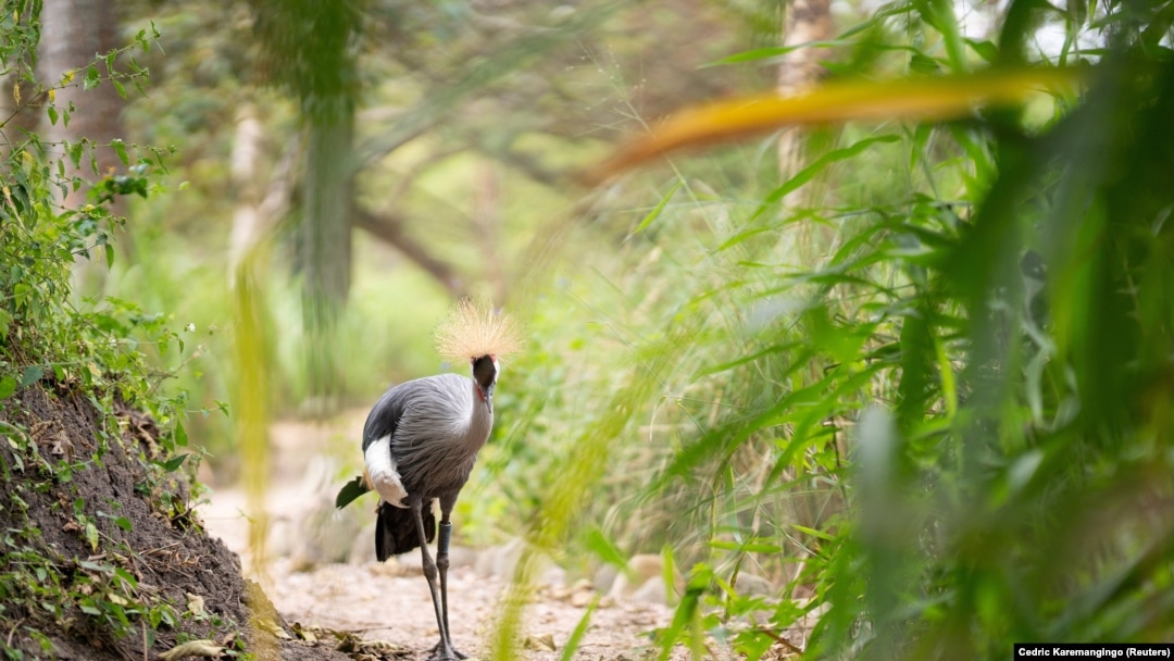 A grey crowned crane is seen at the Umusambi Village, a place for endangered cranes in Kigali, Rwanda. Picture taken June 21, 2021. (REUTERS/Cedric Karemangingo)