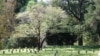 Mississippi Military Park Preserves 'Gibraltar of the Confederacy'