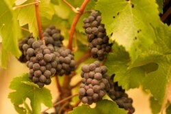 Uvas con cenizas cuelgan en un viñedo que fue cubierto por el humo de los incendios forestales el jueves 10 de septiembre de 2020 por la mañana en Sonoma, California (AP Photo / Eric Risberg)