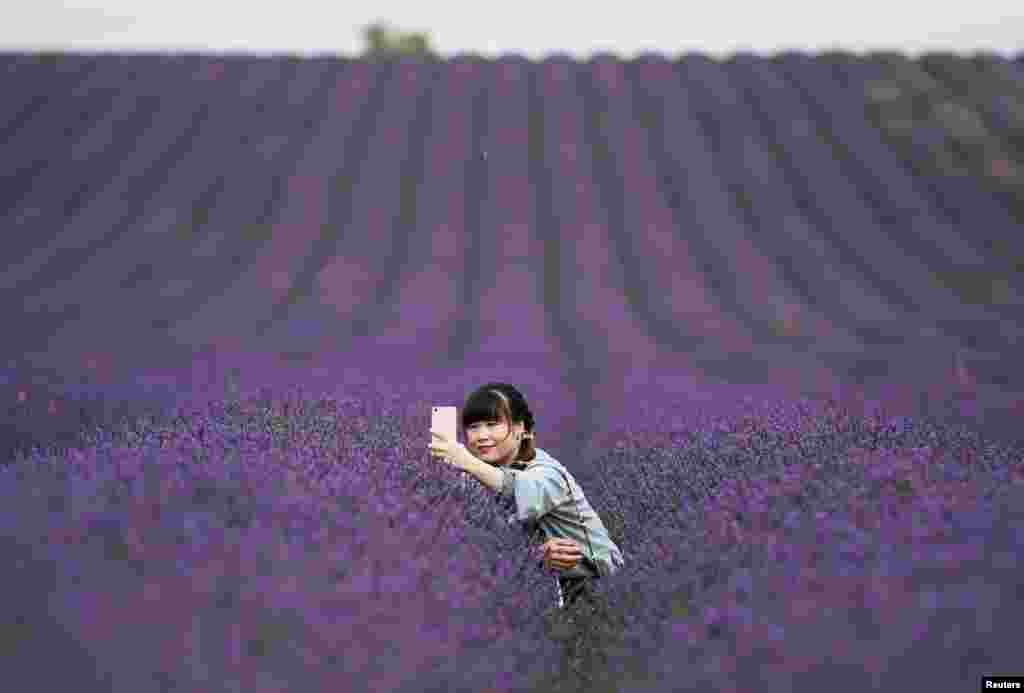 A woman takes a selfie in a lavender field at Hitchin Lavender farm in Ickleford, Britain.